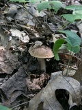 Tylopilus indecisus image