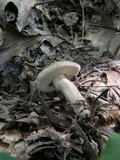 Tylopilus indecisus image