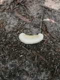 Ganoderma curtisii image