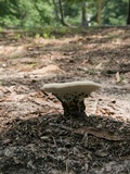 Ganoderma curtisii image