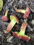 Boletus roodyi image