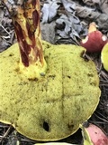 Boletus roodyi image