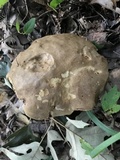 Tylopilus tabacinus image