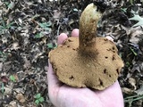 Tylopilus tabacinus image