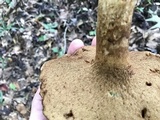 Tylopilus tabacinus image