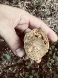 Tylopilus tabacinus image