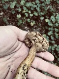 Tylopilus tabacinus image