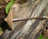 Entoloma conicum image