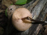 Entoloma conicum image