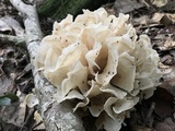 Sparassis spathulata image