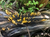 Dacryopinax spathularia image