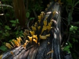 Dacryopinax spathularia image