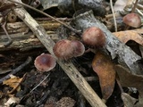 Spinellus fusiger image