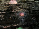 Spinellus fusiger image