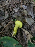 Pulveroboletus ravenelii image