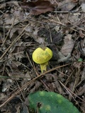 Pulveroboletus ravenelii image