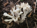Sebacina sparassoidea image