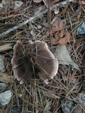 Nigroporus vinosus image