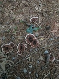 Nigroporus vinosus image