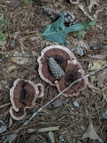 Nigroporus vinosus image