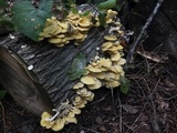 Pleurotus citrinopileatus image