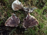 Hydnellum scrobiculatum image