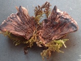 Hydnellum scrobiculatum image
