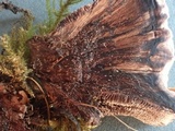 Hydnellum scrobiculatum image