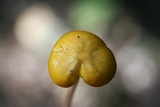 Oudemansiella incognita image