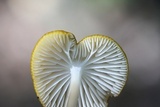 Oudemansiella incognita image