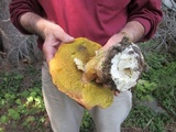 Boletus rubriceps image