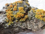 Xanthomendoza montana image