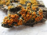 Xanthomendoza montana image