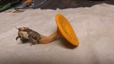 Hygrophoropsis aurantiaca image