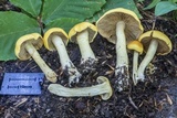Cortinarius alboluteus image