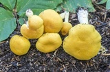Cortinarius alboluteus image