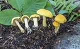 Cortinarius alboluteus image