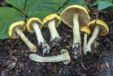 Cortinarius alboluteus image