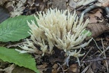 Sebacina schweinitzii image