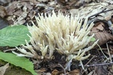 Sebacina schweinitzii image