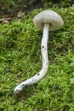 Leccinellum albellum image