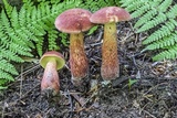 Baorangia bicolor image