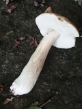 Boletus variipes image