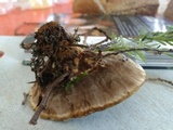 Onnia tomentosa image