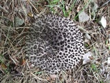 Strobilomyces confusus image