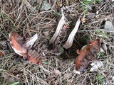 Strobilomyces confusus image