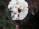 Infundibulicybe geotropa image