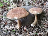 Tylopilus sordidus image