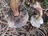 Tylopilus sordidus image