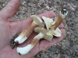 Xanthoconium affine image
